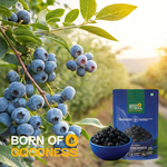 Dried Blueberries — SeedToSoul Premium Dry Fruits