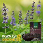 Chia Seeds — SeedToSoul Premium Dry Fruits