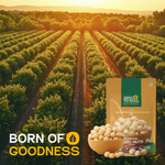 Hazel Nuts — SeedToSoul Premium Dry Fruits