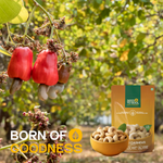 Jumbo Cashew — SeedToSoul Premium Dry Fruits