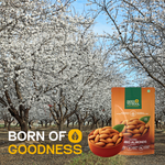 Jumbo Almond — SeedToSoul Premium Dry Fruits