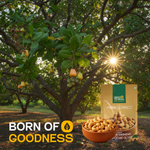 Salted Cashew — SeedToSoul Premium Dry Fruits