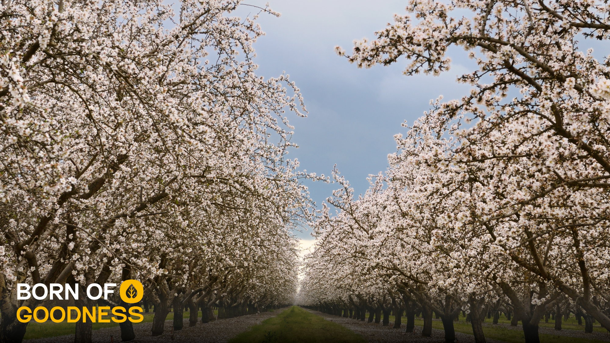 Almonds