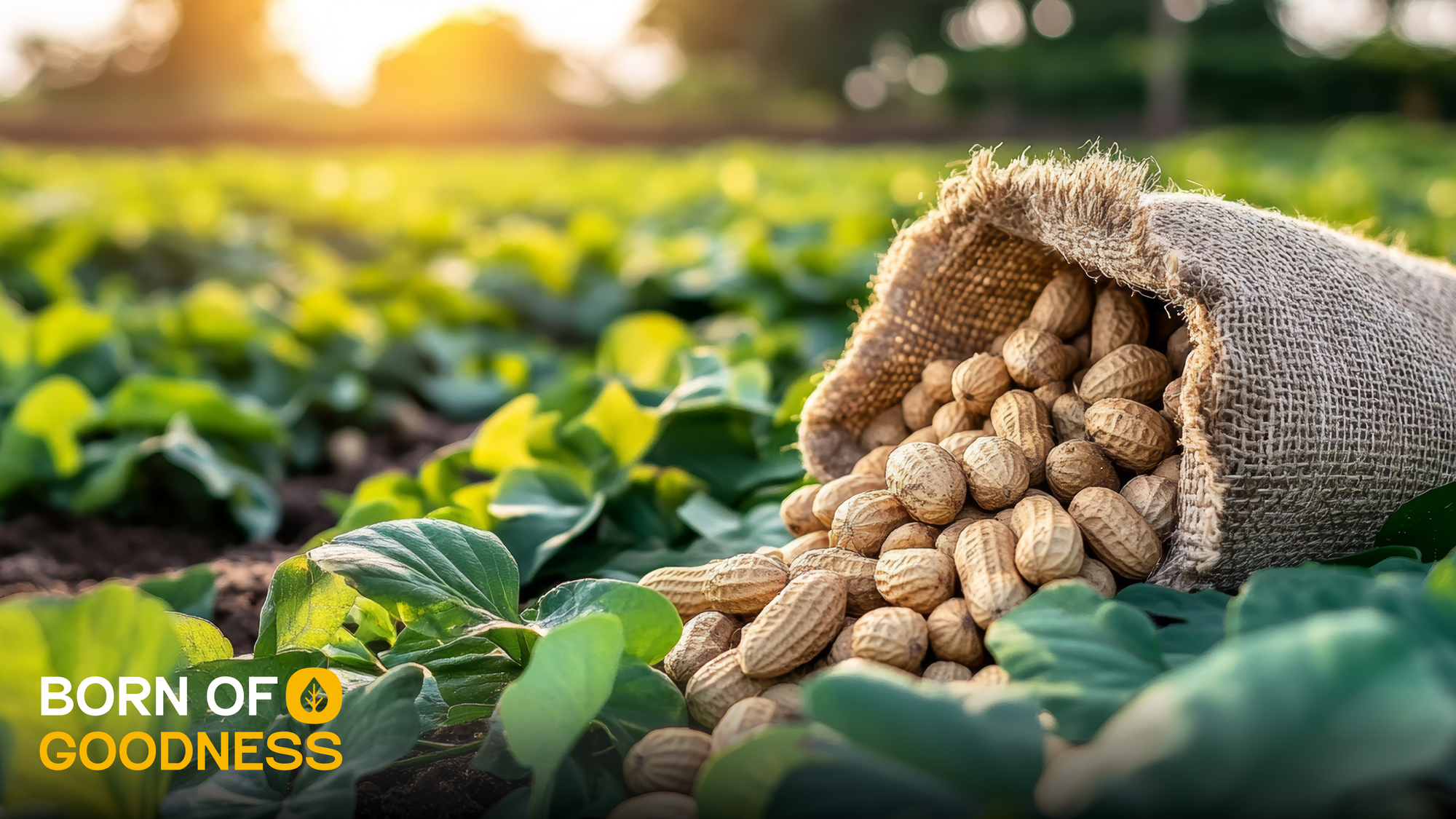 Peanuts